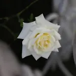 Dolce شقة