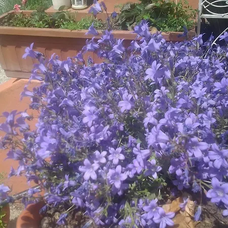 Appartamento Dolce *