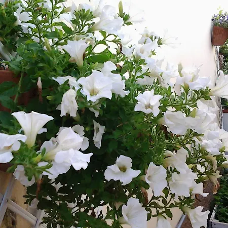 Dolce Valeggio sul Mincio